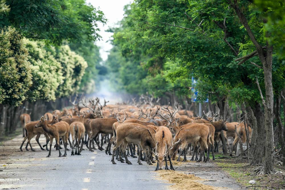 Dafeng Milu Deer Park