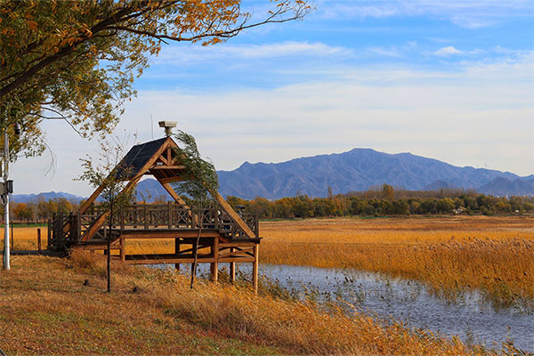 Beijing Wild Duck Lake National Wetland Park