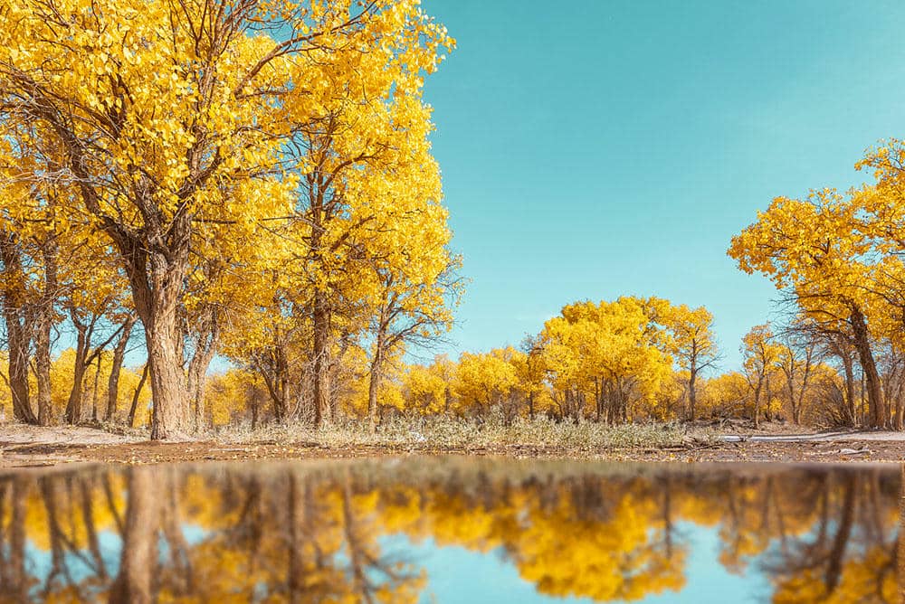 Ejina Populus Euphratica Forest Scenic Area