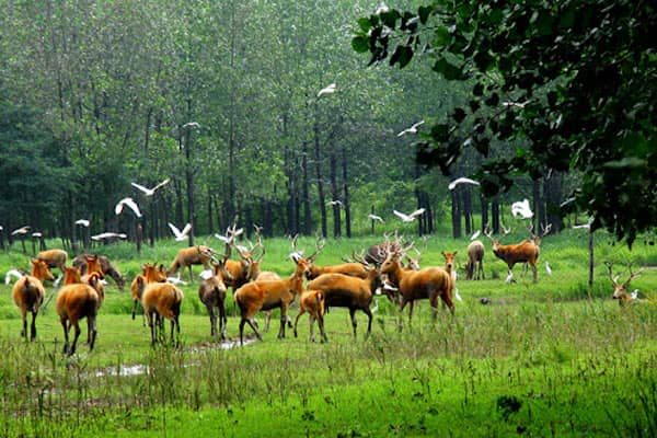 Dafeng Milu Deer Park