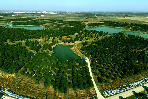 Guanting Forest Sea Scenic Area