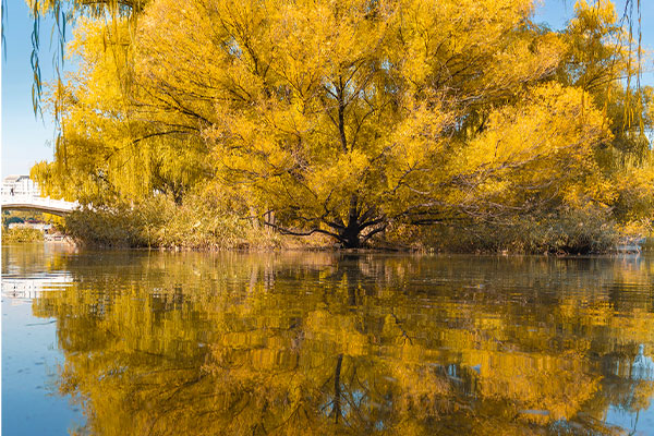 Beijing Zizhuyuan Park