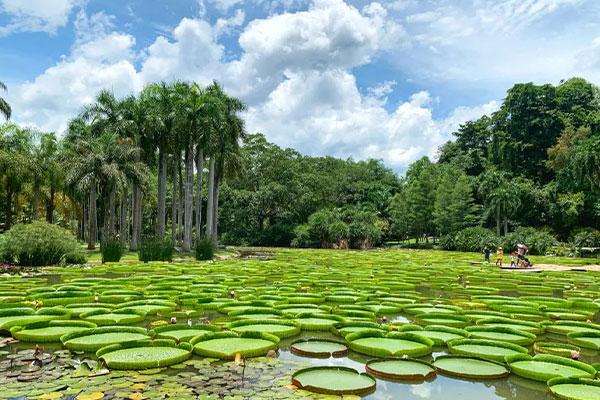 Xishuangbanna Tropical Botanical Garden of Chinese Academy of Sciences