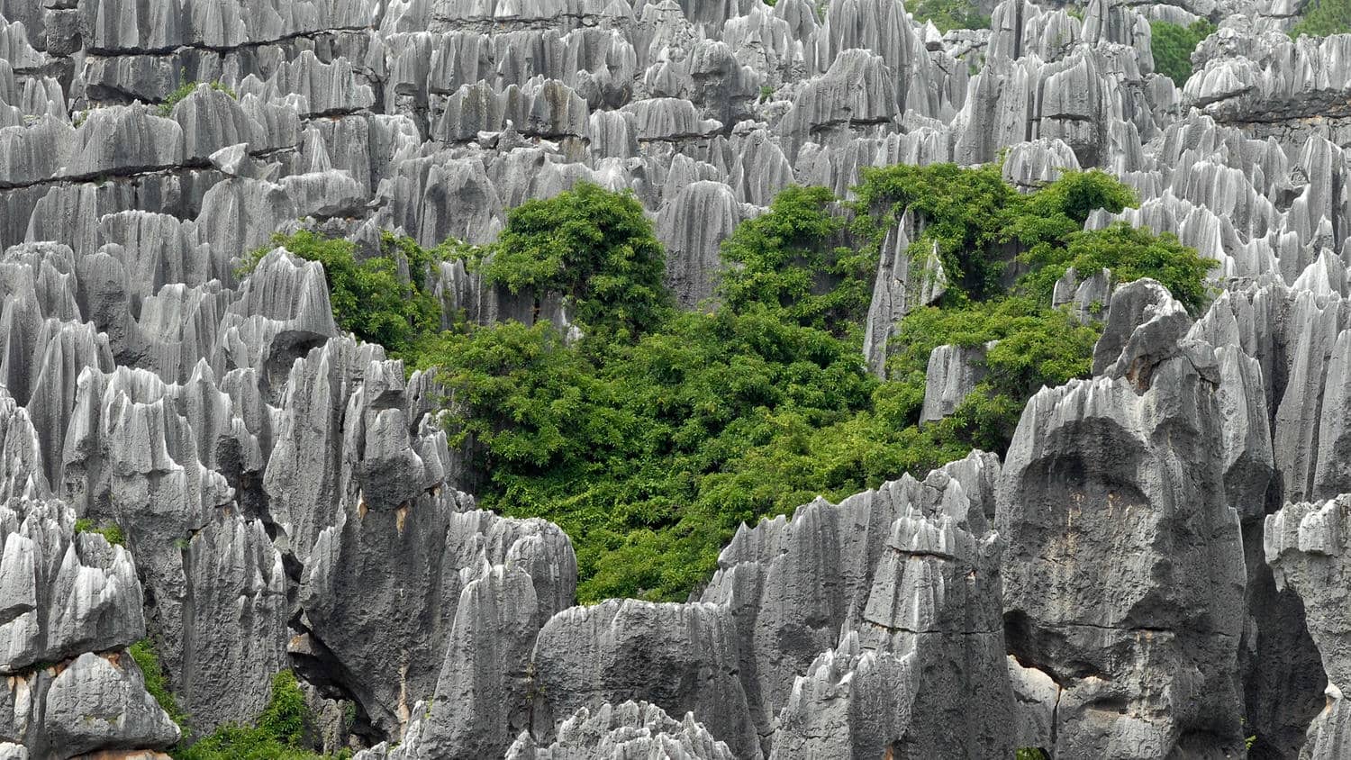 Stone Forest Scenic Area