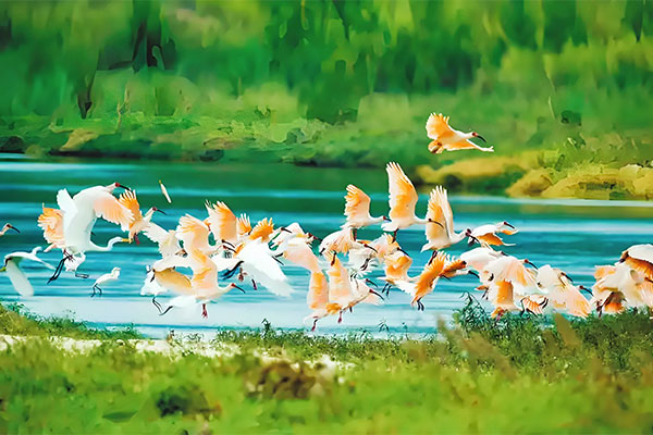 Momong National Nature Reserve