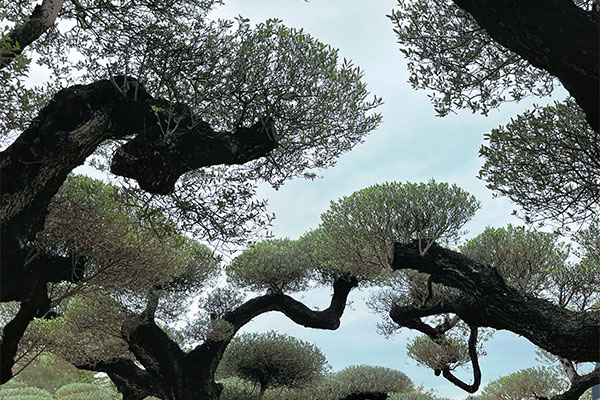 Chencun Flower World