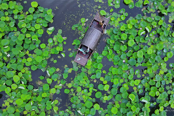 Lotus Pond in Jiangsu Province