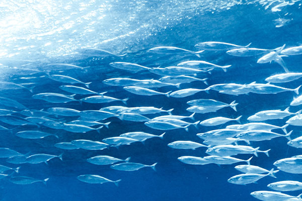 Haichang Polar Ocean World