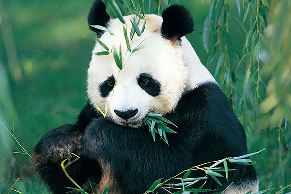 Chengdu Research Base of Giant Panda Breeding